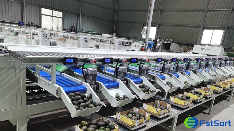 avocado packing machine.jpg avocado packing machine.jpg